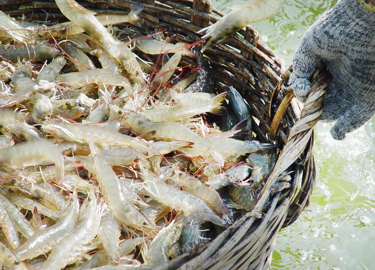 水产养殖：虾的养殖方法，如何养殖虾？看完你就会了